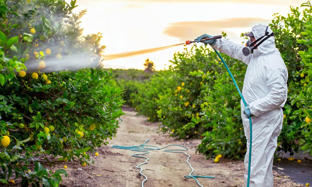 Phun thuốc hóa học đúng thời điểm trị sâu đục trái sầu riêng Phun thuốc hóa học đúng thời điểm trị sâu đục trái sầu riêng