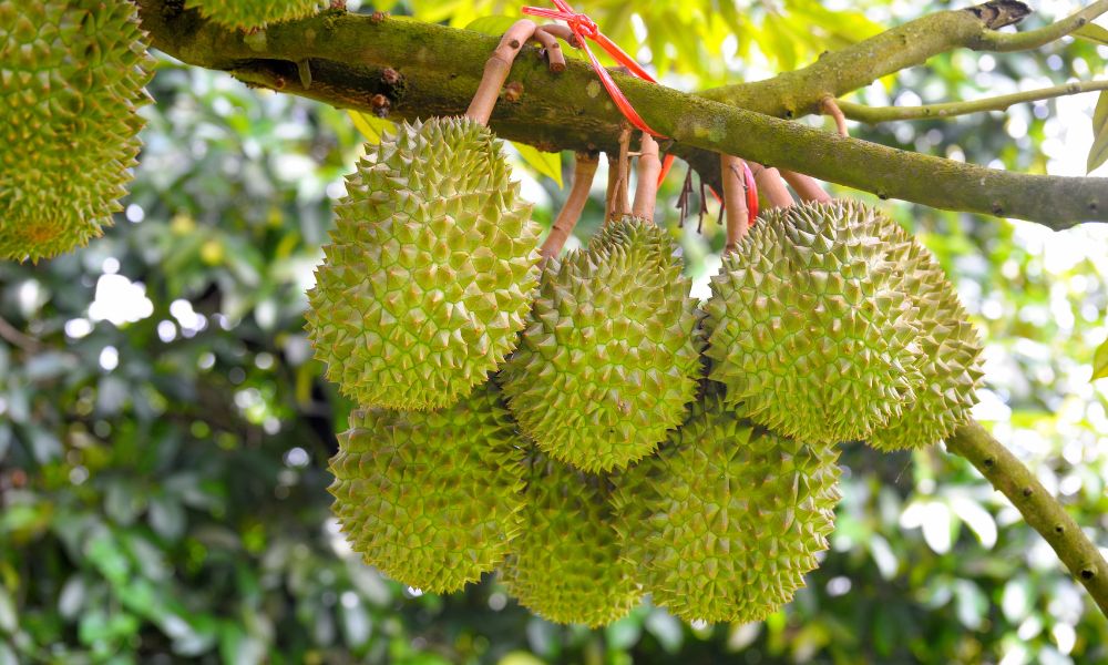 Phòng trừ sâu đục trái sầu riêng giúp đạt năng suất Phòng trừ sâu đục trái sầu riêng giúp đạt năng suất