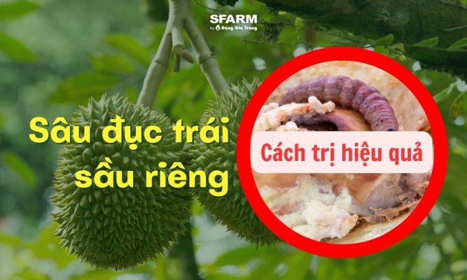 sâu đục trái sầu riêng