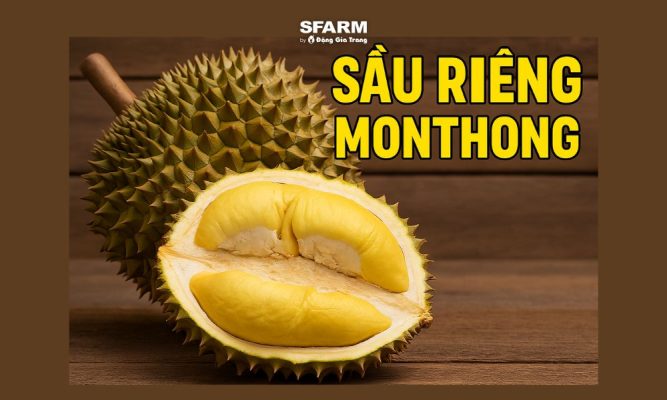 sầu riêng monthong thái