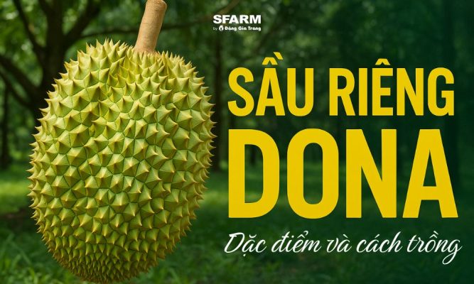 sầu riêng thái dona