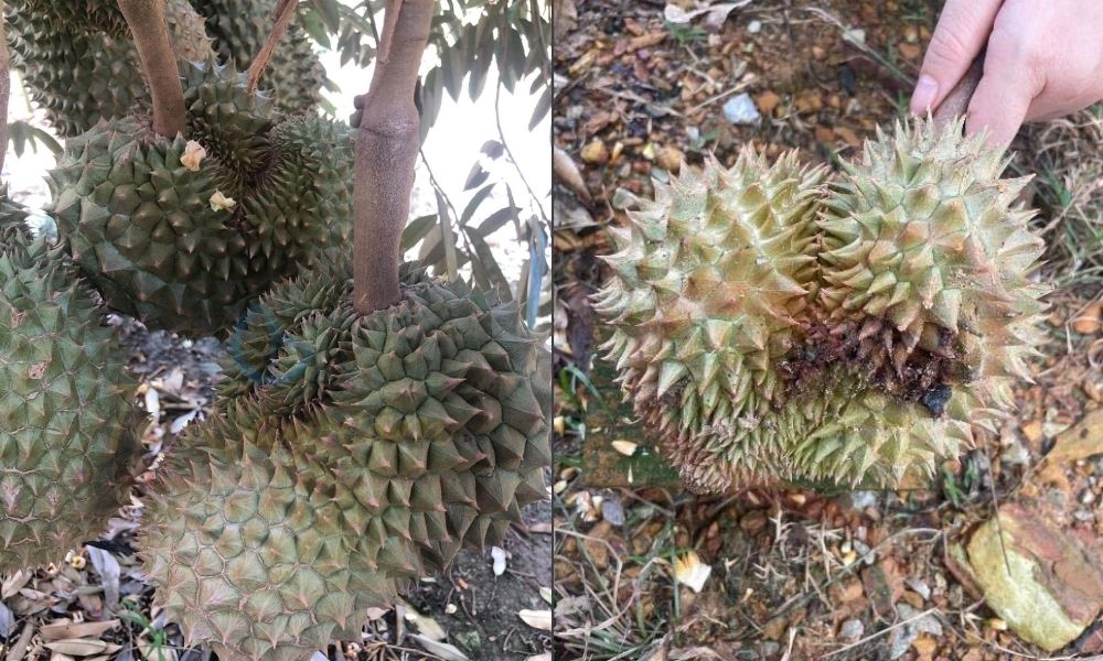 Sâu hại khiến trái non dễ rụng sớm, phát triển bị méo mó Sâu hại khiến trái non dễ rụng sớm, phát triển bị méo mó