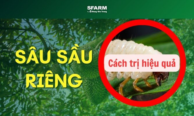 sâu sầu riêng