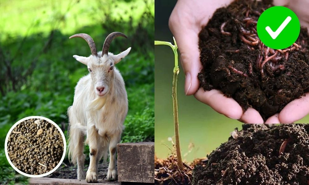Phân trùn quế có phần nổi bật hơn với hàm lượng vi sinh vật có lợi, acid humic và fulvic cao hơn phân dê Phân trùn quế có phần nổi bật hơn với hàm lượng vi sinh vật có lợi, acid humic và fulvic cao hơn phân dê