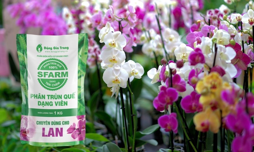 Ngoài dạng phân tươi truyền thống, bạn có thể lựa chọn phân trùn quế viên nén cho lan của SFARM Ngoài dạng phân tươi truyền thống, bạn có thể lựa chọn phân trùn quế viên nén cho lan của SFARM
