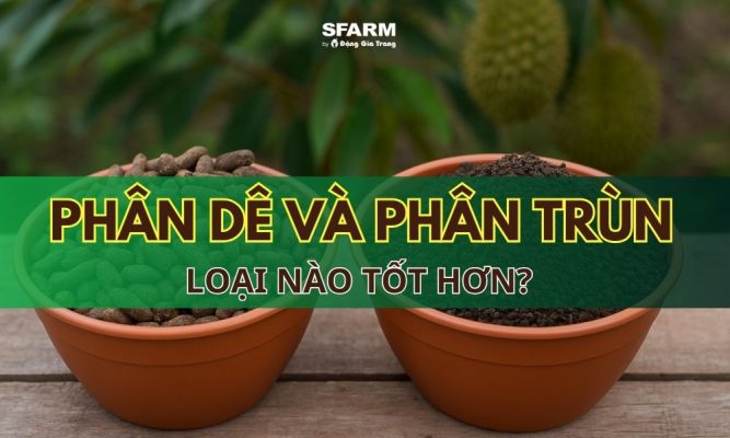 so sánh phân dê và phân trùn quế
