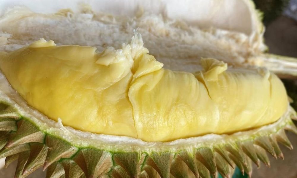 Sầu riêng Monthong (còn gọi là sầu riêng Thái) là giống nhập khẩu từ Thái Lan Sầu riêng Monthong (còn gọi là sầu riêng Thái) là giống nhập khẩu từ Thái Lan