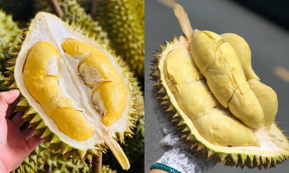 Khi so sánh sầu riêng Ri6 (trái) và Monthong (phải), màu sắc cơm là đặc điểm dễ nhận biết nhất Khi so sánh sầu riêng Ri6 (trái) và Monthong (phải), màu sắc cơm là đặc điểm dễ nhận biết nhất