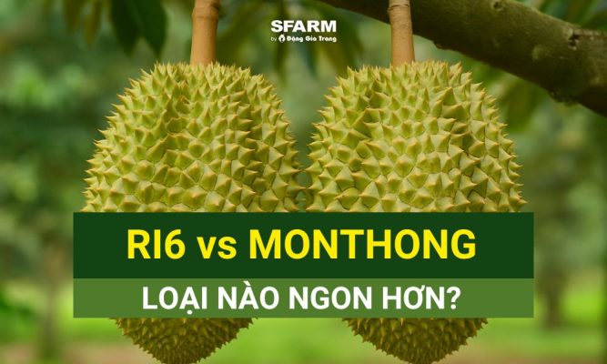 so sánh sầu riêng ri6 và monthong