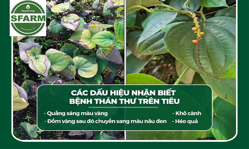 Dấu hiệu nhận biết bệnh thán thư trên cây tiêu