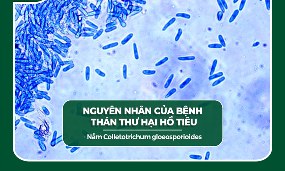 Nguyên nhân gây bệnh thán thư