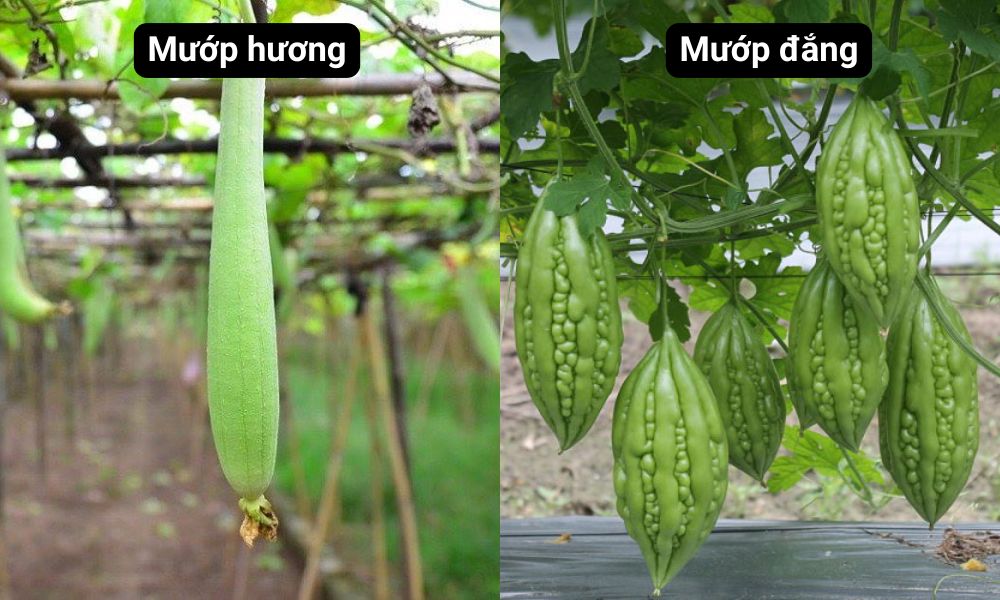 Mướp là gợi ý cho tháng 5 trồng rau gì ở miền Bắc Mướp là gợi ý cho tháng 5 trồng rau gì ở miền Bắc