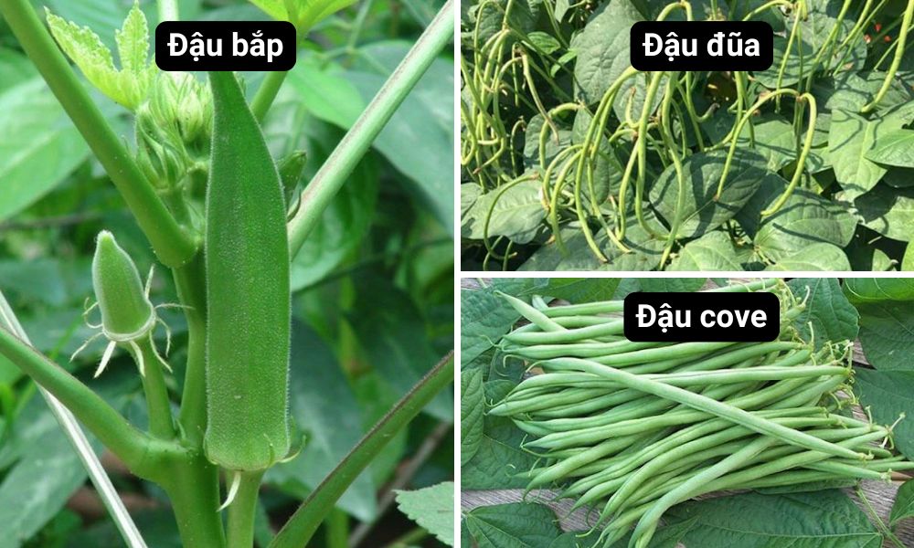 Các loại đậu được gợi ý cho tháng 5 trồng rau gì ở miền Bắc Các loại đậu được gợi ý cho tháng 5 trồng rau gì ở miền Bắc