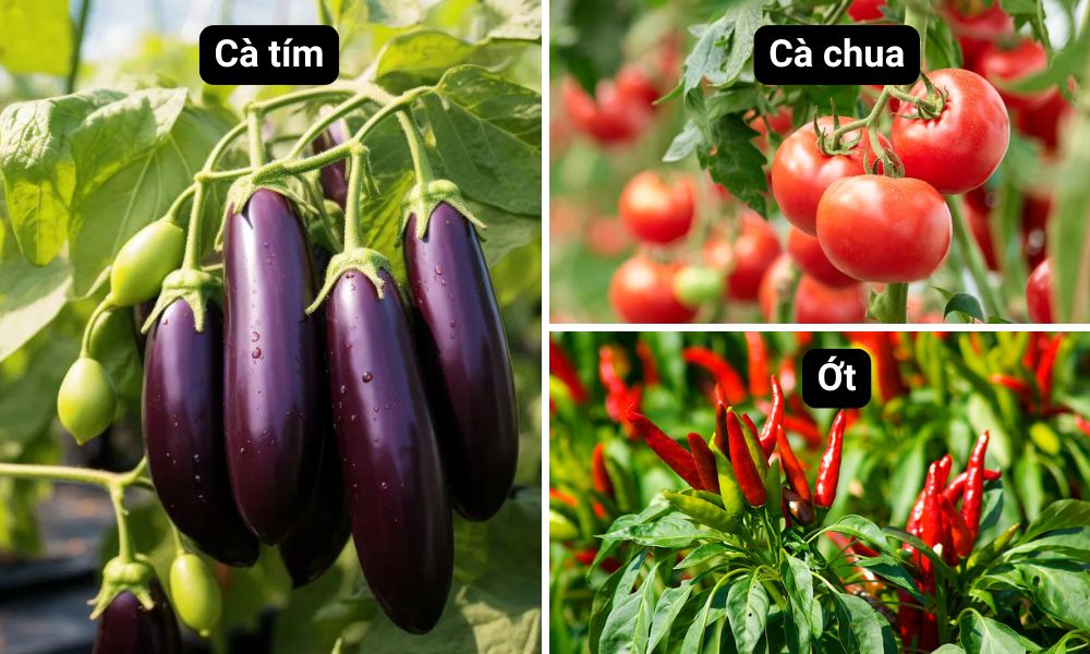 Cà tím, cà chua và ớt cũng phù hợp trồng vào tháng 5 Cà tím, cà chua và ớt cũng phù hợp trồng vào tháng 5
