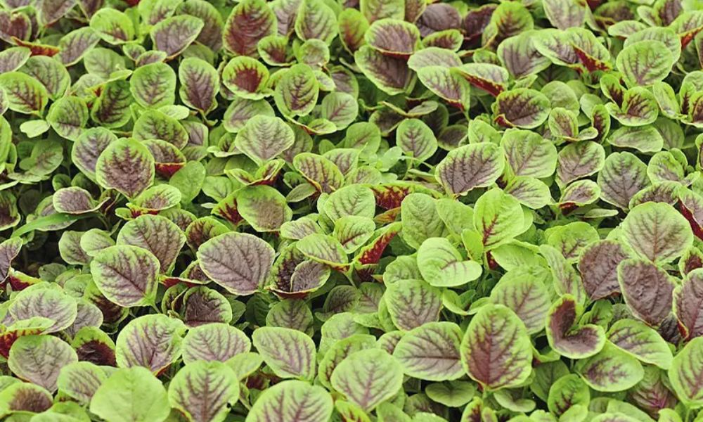 Tháng 5 ở miền Bắc lý tưởng để trồng rau dền Tháng 5 ở miền Bắc lý tưởng để trồng rau dền