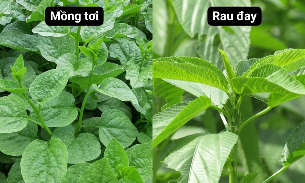 Mồng tơi và rau đay có khả năng chịu nhiệt tốt Mồng tơi và rau đay có khả năng chịu nhiệt tốt