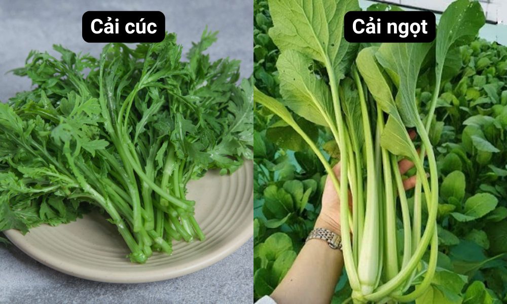 Cải cúc và cải ngọt vẫn có thể trồng tốt trong tháng 5 Cải cúc và cải ngọt vẫn có thể trồng tốt trong tháng 5