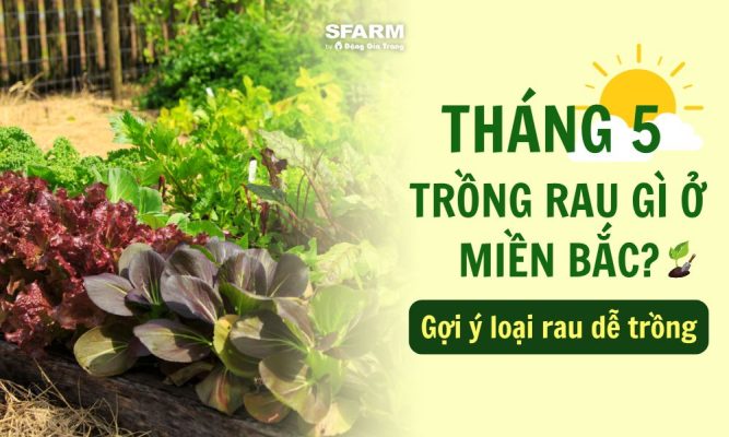tháng 5 trồng rau gì ở miền bắc