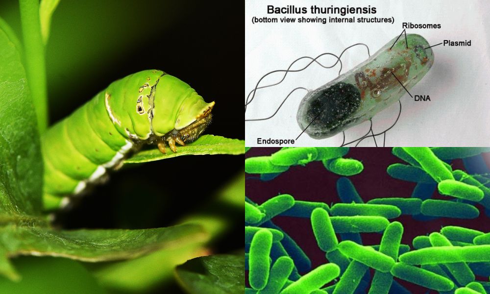 Vi khuẩn Bacillus thuringiensis và Pseudomonas Vi khuẩn Bacillus thuringiensis và Pseudomonas