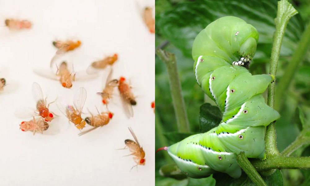 Chế phẩm hoạt động hiệu quả nhất khi sử dụng đúng liều, đúng thời điểm Chế phẩm hoạt động hiệu quả nhất khi sử dụng đúng liều, đúng thời điểm