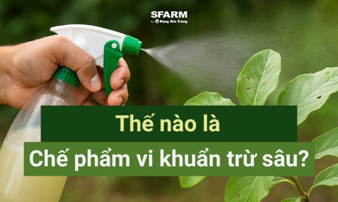 thế nào là chế phẩm vi khuẩn trừ sâu