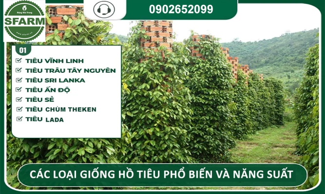 Các loại giống hồ tiêu phổ biến và năng suất cao tại Việt Nam