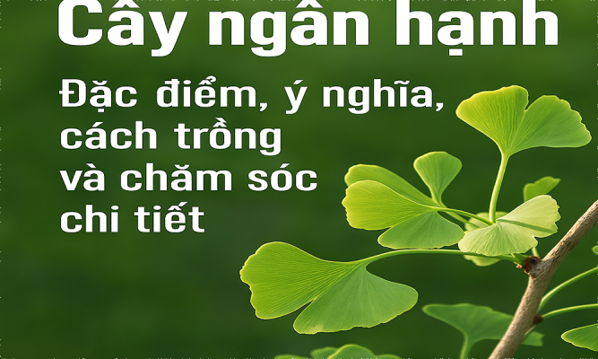 Cây ngân hạnh: Đặc điểm, ý nghĩa, cách trồng và chăm sóc chi tiết