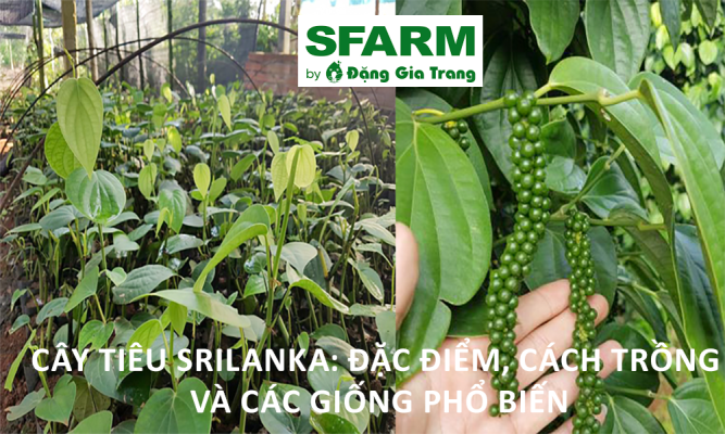 Cây tiêu Srilanka: Đặc điểm, cách trồng và các giống phổ biến