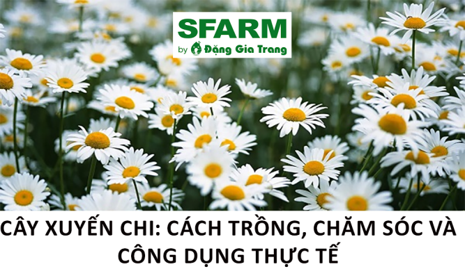 Cây xuyến chi: Cách trồng, chăm sóc và công dụng thực tế