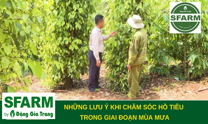 Hướng dẫn chăm sóc hồ tiêu mùa mưa hiệu quả