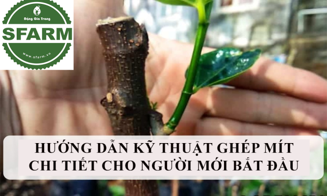 Hướng dẫn kỹ thuật ghép mít chi tiết cho người mới bắt đầu