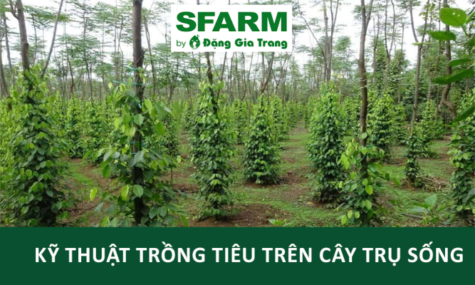 Kỹ thuật trồng tiêu trên cây trụ sống