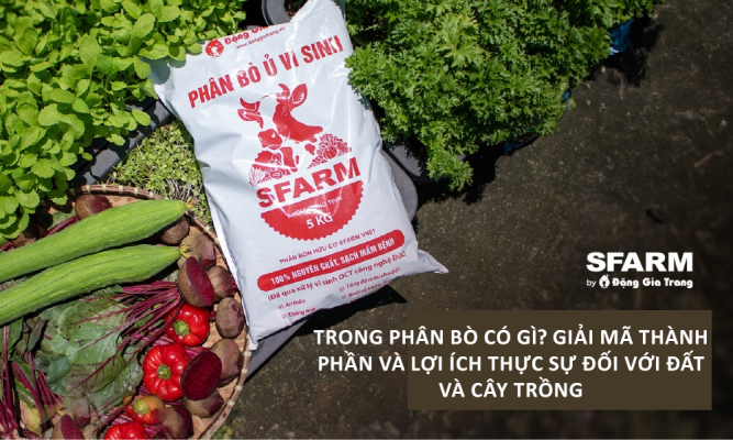 Trong phân bò có gì? Giải mã thành phần và lợi ích thực sự đối với đất và cây trồng
