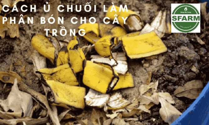 Cách làm phân bón từ chuối đơn giản, hiệu quả tại nhà