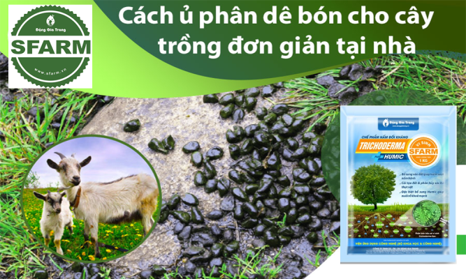 Cách ủ phân dê bằng Trichoderma đơn giản, hiệu quả tại nhà