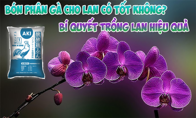 Bón phân gà cho lan: Hiểu đúng để cây phát triển khỏe, hoa nở rực rỡ
