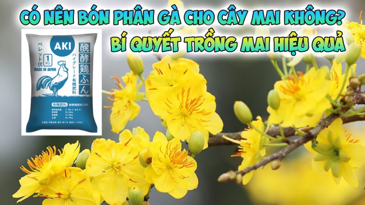 Bón phân gà cho cây mai: Lợi ích, kỹ thuật bón đúng cách và lưu ý cần biết