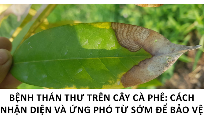 Bệnh thán thư trên cây cà phê: Cách nhận diện và ứng phó từ sớm để bảo vệ năng suất