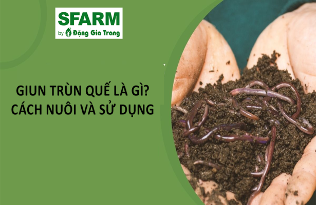 Giun trùn quế là gì? Cách nuôi và sử dụng trong nông nghiệp hiệu quả
