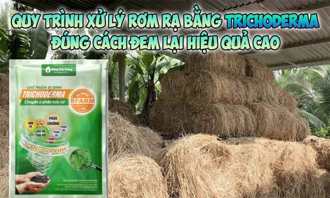 Hướng dẫn quy trình xử lý rơm rạ bằng Trichoderma hiệu quả, dễ làm