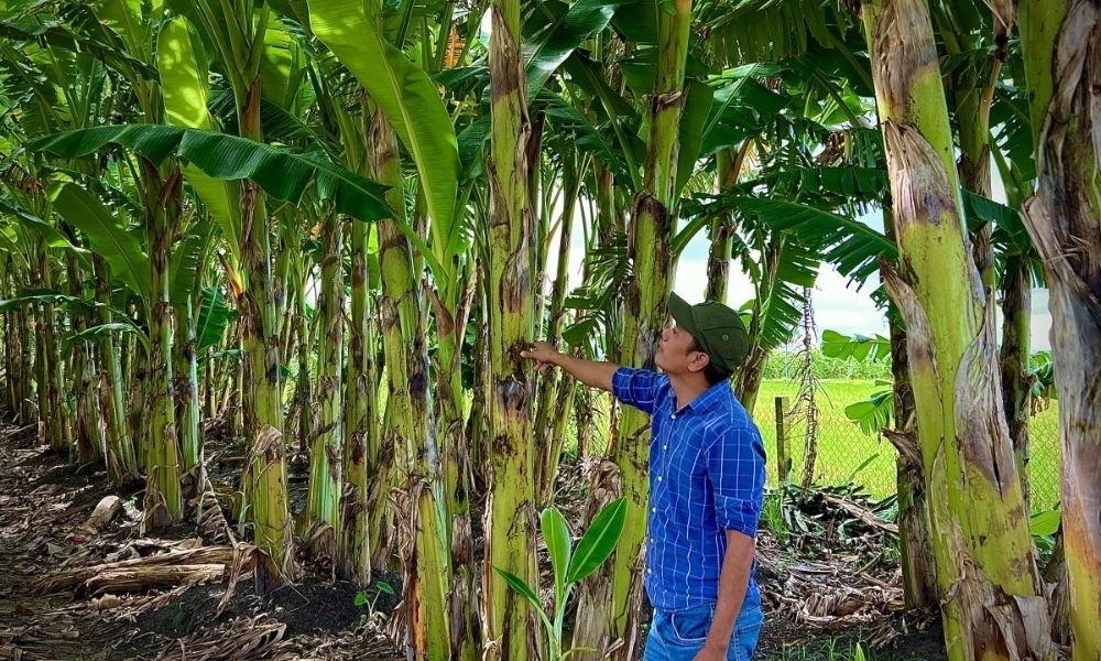 Cây chuối sáp có thân thấp vừa phải Cây chuối sáp có thân thấp vừa phải