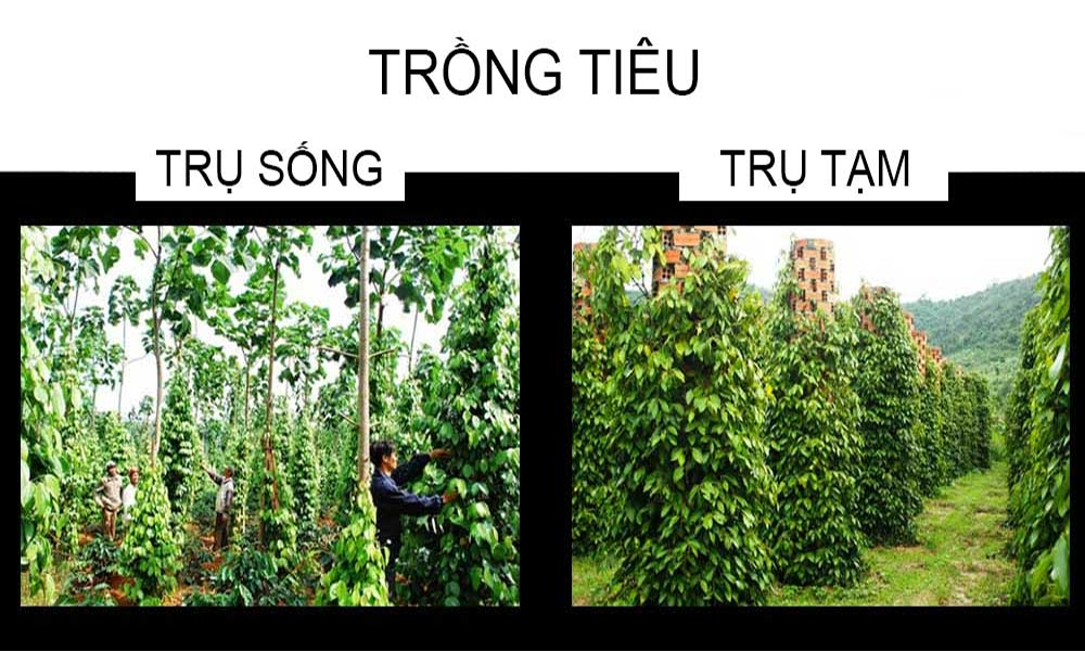 Vì sao nên chọn trụ sống thay cho trụ bê tông, trụ gỗ?