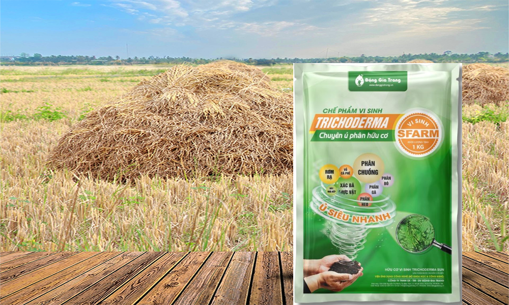 Lợi ích của việc xử lý rơm rạ bằng Trichoderma