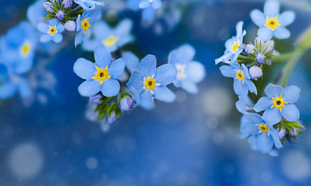 Hoa lưu ly xanh (Myosotis scorpioides) có nguồn gốc từ châu Âu Hoa lưu ly xanh (Myosotis scorpioides) có nguồn gốc từ châu Âu