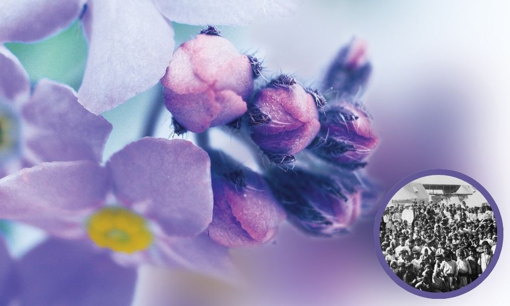 Hoa lưu ly tím được dùng để tưởng nhớ những nạn nhân của nạn diệt chủng Armenia năm 1915 Hoa lưu ly tím được dùng để tưởng nhớ những nạn nhân của nạn diệt chủng Armenia năm 1915