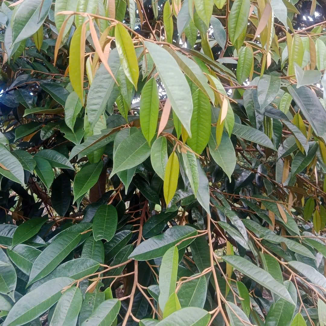 Lá sầu riêng là bộ phận bị nhện đỏ tấn công nhiều nhất Lá sầu riêng là bộ phận bị nhện đỏ tấn công nhiều nhất