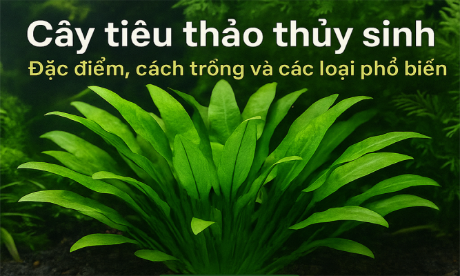 Cây tiêu thảo thủy sinh: Đặc điểm, cách trồng và các loại phổ biến