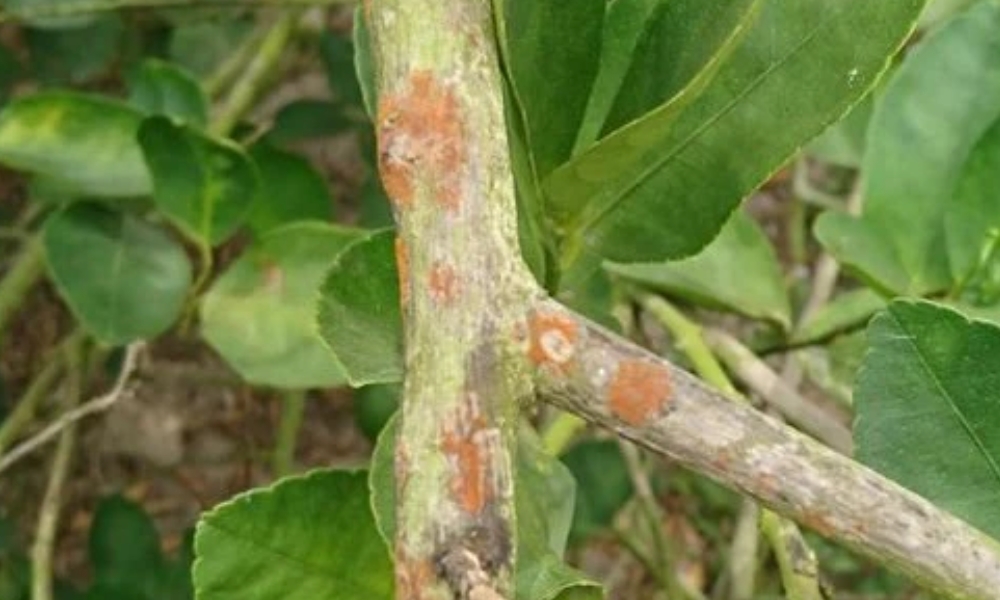 Bệnh nấm hồng trên cây sầu riêng Bệnh nấm hồng trên cây sầu riêng