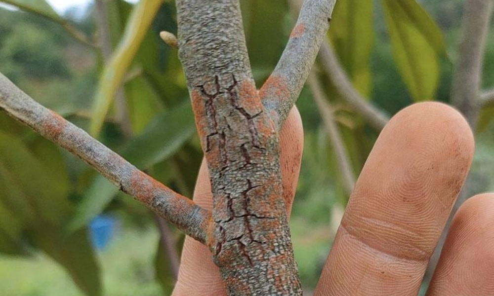 Dấu hiệu nhận biết sầu riêng bị bệnh nấm hồng Dấu hiệu nhận biết sầu riêng bị bệnh nấm hồng