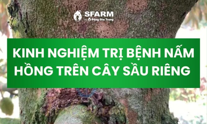 benh nam hong tren cay sau rieng thumb
